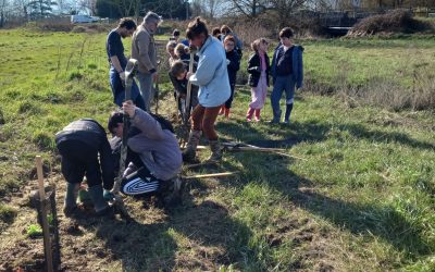 Plantation d’arbres par les CE2/CM1 et CM2 pour réaliser une haie bocagère :